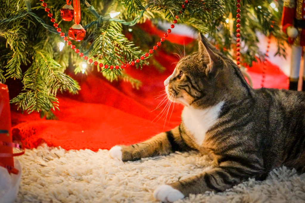 Cover image for the ESL video lesson plan Mog’s Christmas Calamity